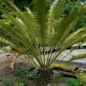 Picture of Lepidozamia Perroffskyana