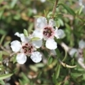 Picture of Leptospermum Mercury Island