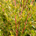 Picture of Leptospermum Spectabile Pink