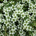 Picture of Leptospermum White Waterfall