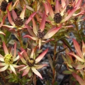 Picture of Leucadendron Kiwi Magic