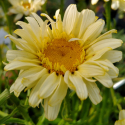 Picture of Leucanthemum Charmer