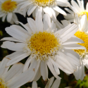 Picture of Leucanthemum Comet