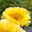 Picture of Leucanthemum Gold Cup