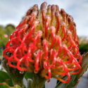 Picture of Leucospermum Ayoba Red