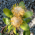 Picture of Leucospermum Cunieforme Golden Glow