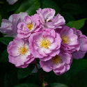 Picture of Lilac Bouquet Clg -Rose