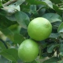 Picture of Lime Sublime Std