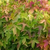 Picture of Liquidambar Gumball H/W 70cm