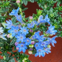 Picture of Lithodora Magic Carpet