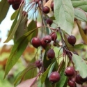 Picture of Malus Crabapple Kaitoke H/W 1.5m