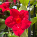 Picture of Mandevilla Ruby Fantasy