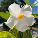 Picture of Mandevilla White Fantasy