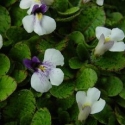 Picture of Mazus Radicans