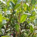 Picture of Metrosideros Scarlet Pimpernel