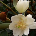 Picture of Michelia Yunnanensis