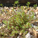 Picture of Myriophyllum propinquum