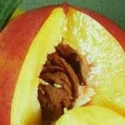 Picture of Nectarine Dble Garden Delight/Bonanza