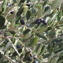 Picture of Olea J2