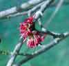 Picture of Parrotia Persica Pendula