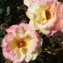 Picture of Peace Std 80cm-Rose