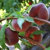 Picture of Peach Flatto Sweet Bonnet