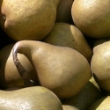 Picture of Pear Beurre Bosc QuA