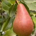 Picture of Pear Concorde QuA