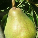 Picture of Pear Dble Doyenne Du Comice/Beurre Bosc