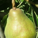 Picture of Pear Dble Doyenne Du Comice/Winter Nelis