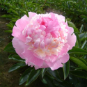 Picture of Peony Angel Cheeks