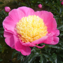 Picture of Peony Bowl of Beauty Tuber