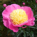 Picture of Peony Bowl of Beauty