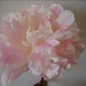 Picture of Peony James Pillow Tuber