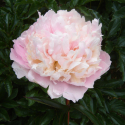 Picture of Peony James Pillow