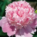 Picture of Peony Monsieur Jules Elie Tuber