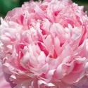 Picture of Peony Monsieur Jules Elie