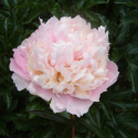 Picture of Peony Pillow Talk Tuber