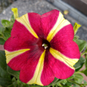 Picture of Petunia Amore Queen of Hearts