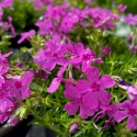 Picture of Phlox Daniel