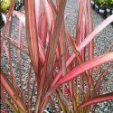 Picture of Phormium Crimson and Clover