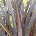 Picture of Phormium Purple Haze