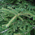 Picture of Picea Orientalis