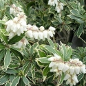 Picture of Pieris Japonica Variegata