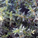 Picture of Pimelea Silver Ghost