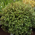 Picture of Pittosporum Humpty Dumpty