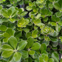 Picture of Pittosporum Pot Belly