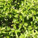 Picture of Pittosporum Sumo