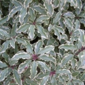 Picture of Pittosporum T Variegata