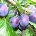 Picture of Plum Angelina Burdett MB